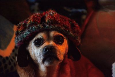 Portrait of dog wearing hat