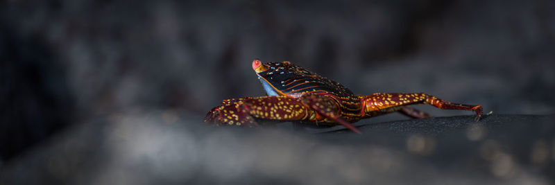 Close up of butterfly