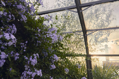 Low angle view of flowering plants seen through window