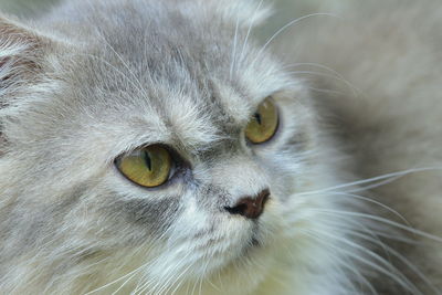 Close-up portrait of a cat