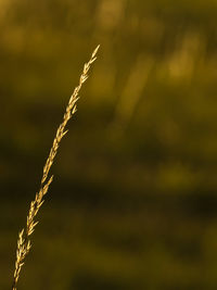 Close-up of plant against blurred background