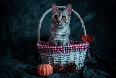 Portrait of cat in basket