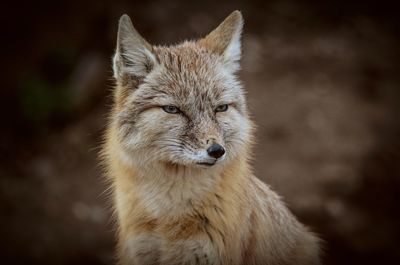 Close-up portrait of lion