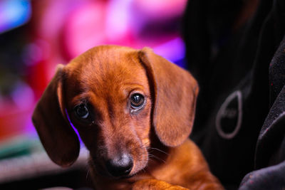 Close-up portrait of dog