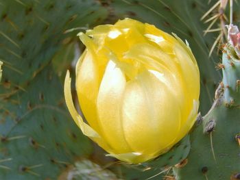 Close-up of yellow flowers