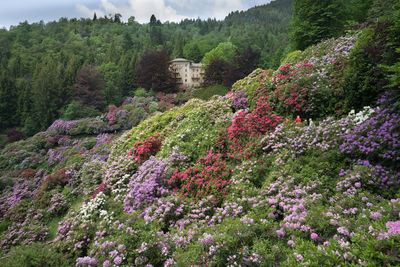 Flowers growing on tree against mountain