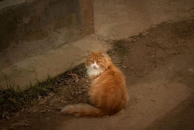 Portrait of cat sitting outdoors