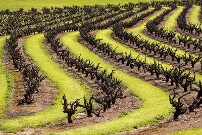 Scenic view of vineyard