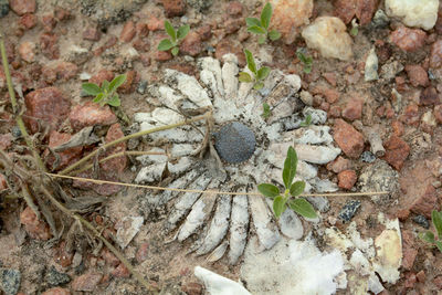 Close-up of plant growing on rock