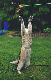 Close-up of cat playing in lawn