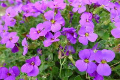 Close-up of purple flowering plants