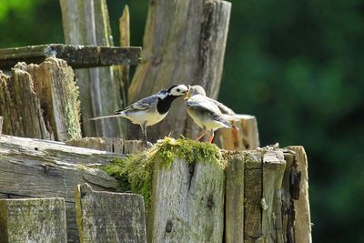 Close-up of bird perching on wooden post