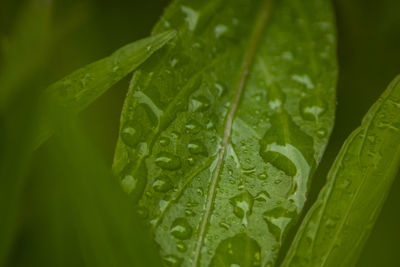 Close-up of raindrops on leaves