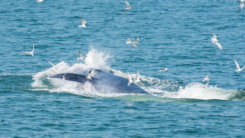 View of birds swimming in sea