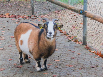 Cheeky little goat