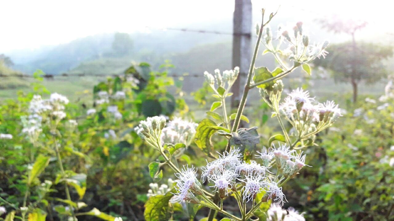 nature, growth, plant, beauty in nature, no people, focus on foreground, outdoors, day, close-up, flower, tranquility, fragility, scenics, sky, freshness