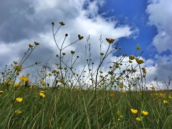 Yellow flowers blooming on field against sky