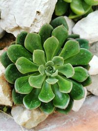 High angle view of succulent plant