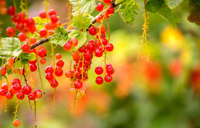 Close-up of red berries growing on tree