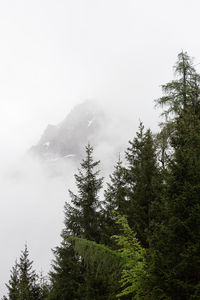 Low angle view of trees and mountains against sky