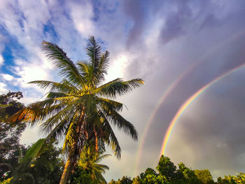 Low angle view of palm trees against rainbow in sky