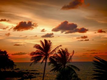 Silhouette palm tree against sea during sunset