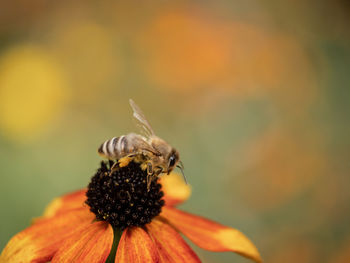 Close-up of bee pollinating on flower