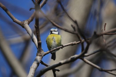 Close-up of bird perching on tree