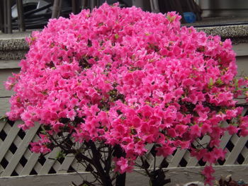 Close-up of pink flowers