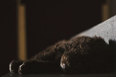 Close-up of cat relaxing at night