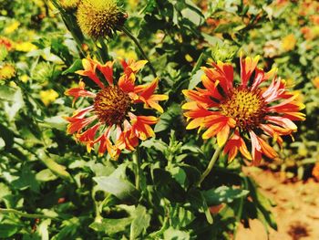 Close-up of red flowering plant