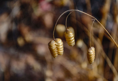 Close-up of shells