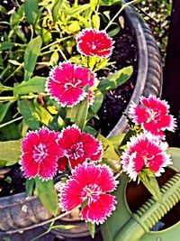 Close-up of pink flowers