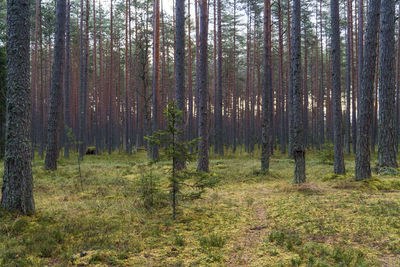 Woods at viru raba or bog swamp at lahemaa national park in autumn