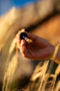 Cropped hand holding pipette over plants