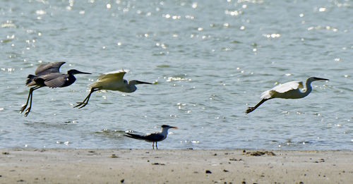 View of birds on beach