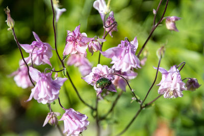 Two wonderful golden rose beetles forage on pink flowers