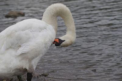 Closeup of adult swan cleaning plumage