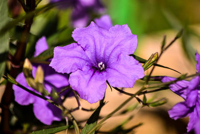 Close-up of purple flowering plant