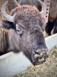 Close-up of an animal