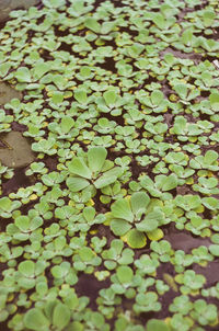 Full frame shot of leaves floating on field