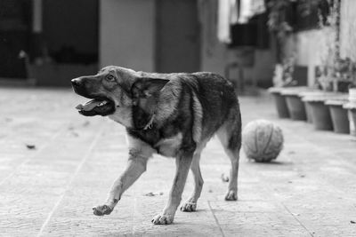 Close-up of dog running on field