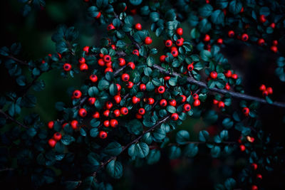 High angle view of illuminated christmas tree