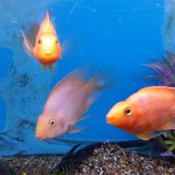 Close-up of fish in aquarium