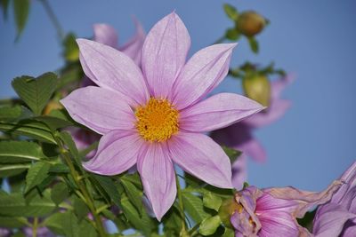 Close-up of pink flowers blooming outdoors