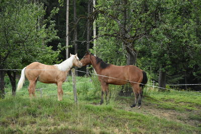 Horses standing on field against trees