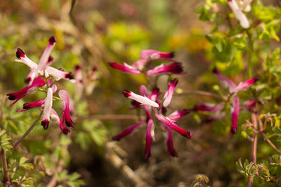 Close-up of pink flowering plants on field