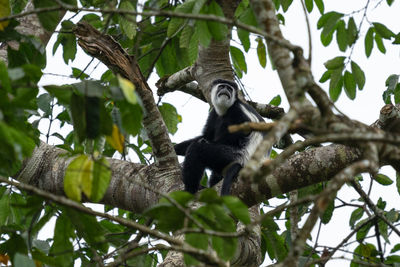 Eastern black-and-white colobus, colobus guereza, national parks of uganda