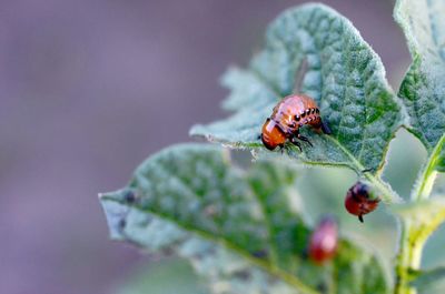 Close-up of insect on leaf