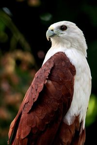 Close-up of eagle against blurred background